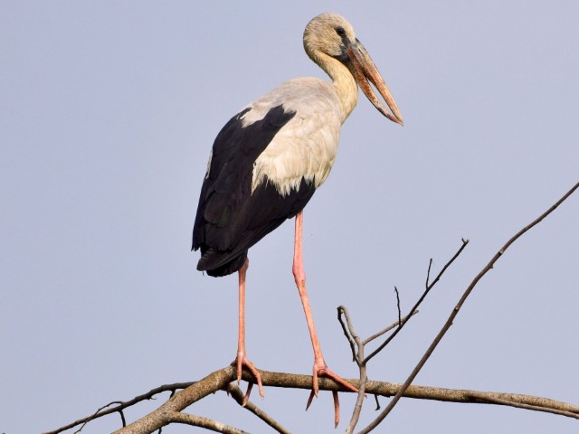 Wings of the Wild - Birds at Katarniaghat Image
